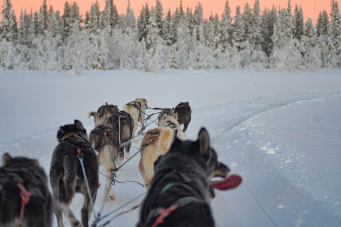 Sunrise Zen Husky Tour (10:00 to 13:00 - sitting on the sled) - Warming up with fika by the fire