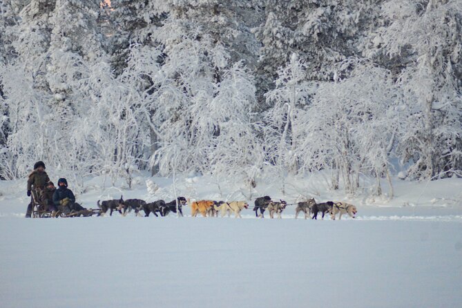 Sunrise Zen Husky Tour (10:00 to 13:00 - sitting on the sled) - What the $264.52 price includes