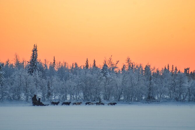 Sunrise Zen Husky Tour (10:00 to 13:00 - sitting on the sled) - Sitting four abreast through Poikkijärvi Woods