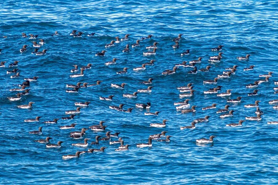 The Bird Safari Tour - Why this bird safari is more than a quick boat trip