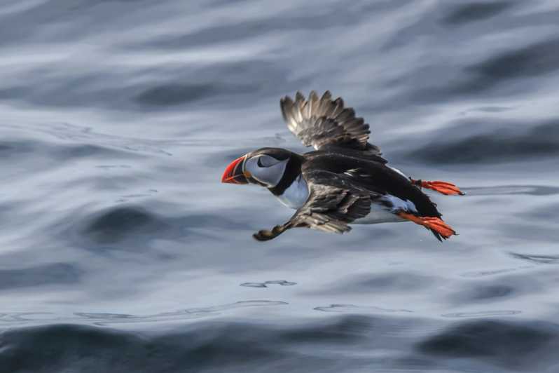 The Bird Safari Tour - The road to Gjesvær takes you across Arctic scenery