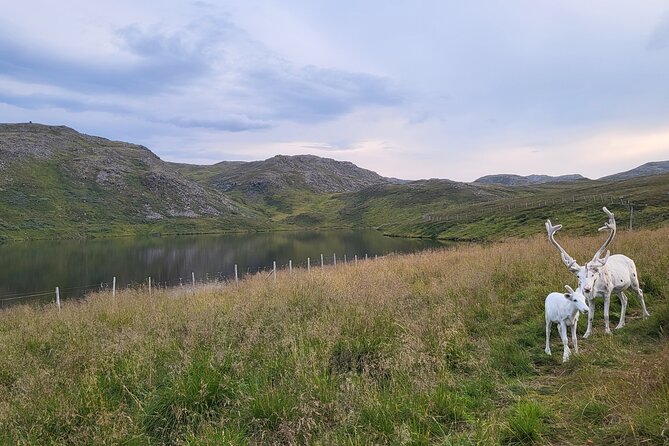 The North cape and the King crab - Key points before you book