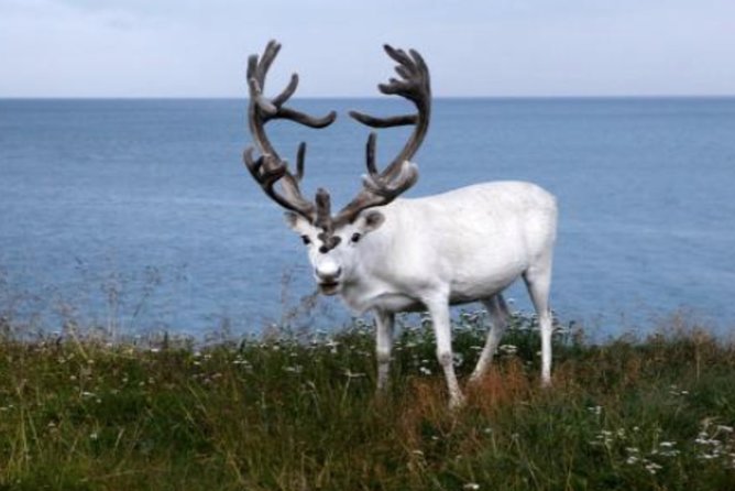 The North Cape, Reindeer and Sami Families Tour - The biggest practical problem is the meeting point