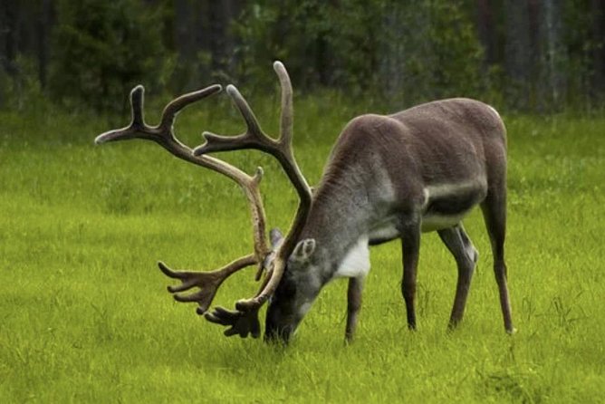 The North Cape, Reindeer and Sami Families Tour - One hour twenty minutes at North Cape Hall