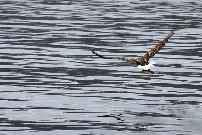 Tromsø: Arctic Fjord Cruise & Fishing Experience - Who should book this cruise