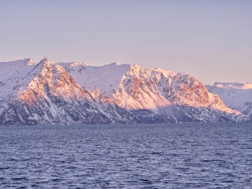 Tromsø: Arctic Fjord Cruise in Polar Landscapes - Who Should Book This Cruise?