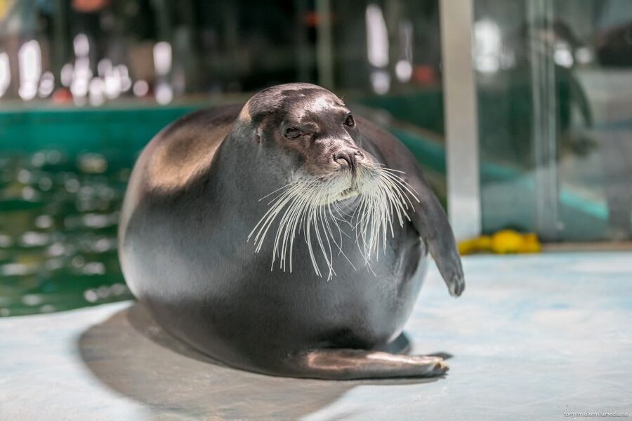 Tromsø: Entrance Ticket to Polaria - Why the seals are Polaria’s star attraction