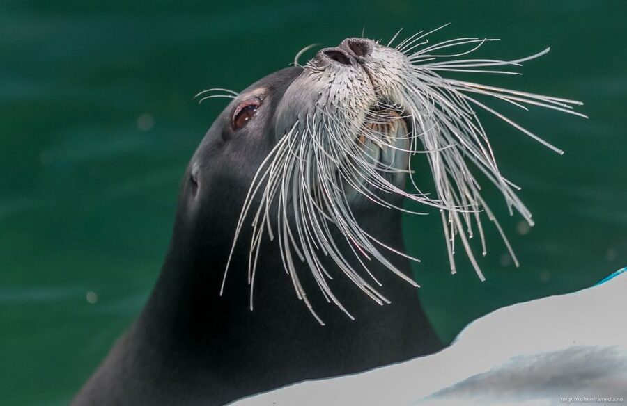 Tromsø: Entrance Ticket to Polaria - What Polaria does better than a typical aquarium