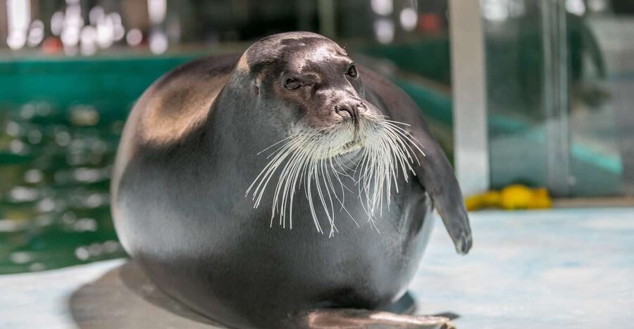Tromsø: Entrance Ticket to Polaria - A small aquarium with Arctic character