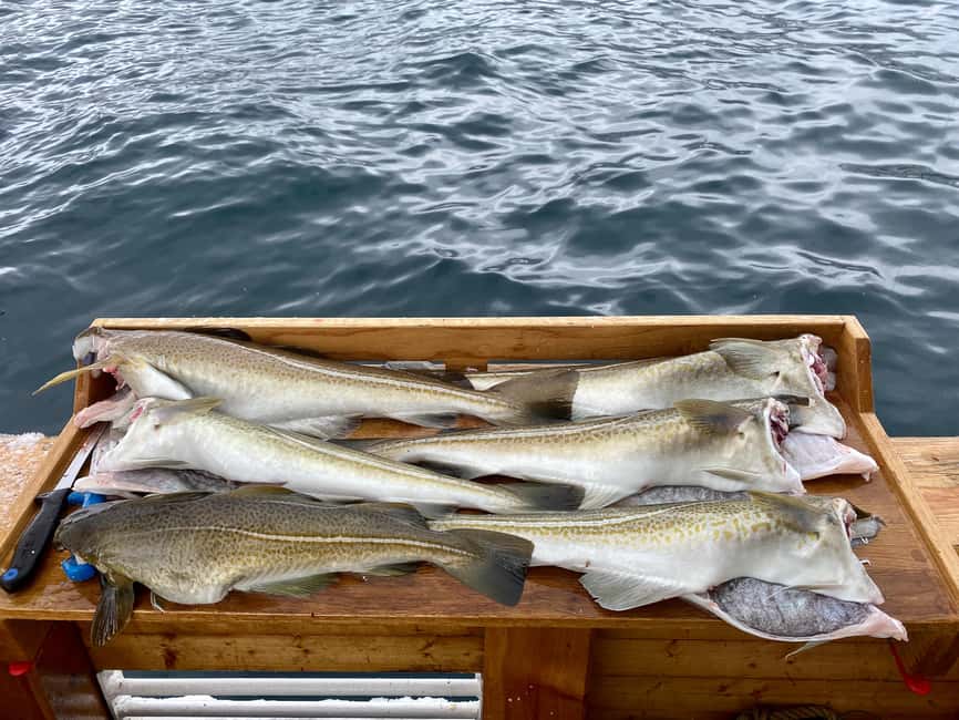Tromsø: Fjord Fishing Cruise - The first stretch is for fjord views and local stories