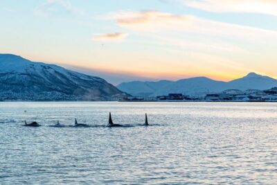 Fjord History Cruise with Snack and Drinks
