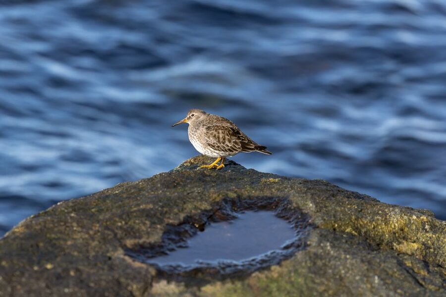 Tromsø: Fjord History Cruise with Snack and Drinks - Arctic wildlife without false promises