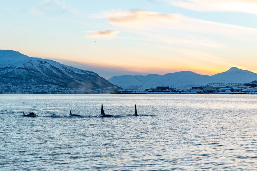 Tromsø: Fjord History Cruise with Snack and Drinks - From pier 12 into Tromsø Sound