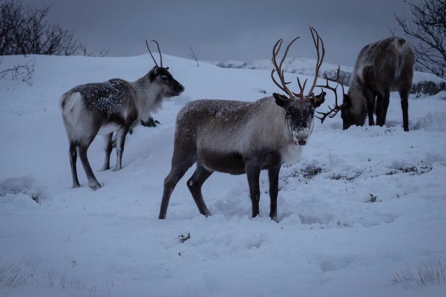 Tromsø: Fjords & Beaches Tour with campfire and Arctic food - The campfire is the tour’s most personal moment