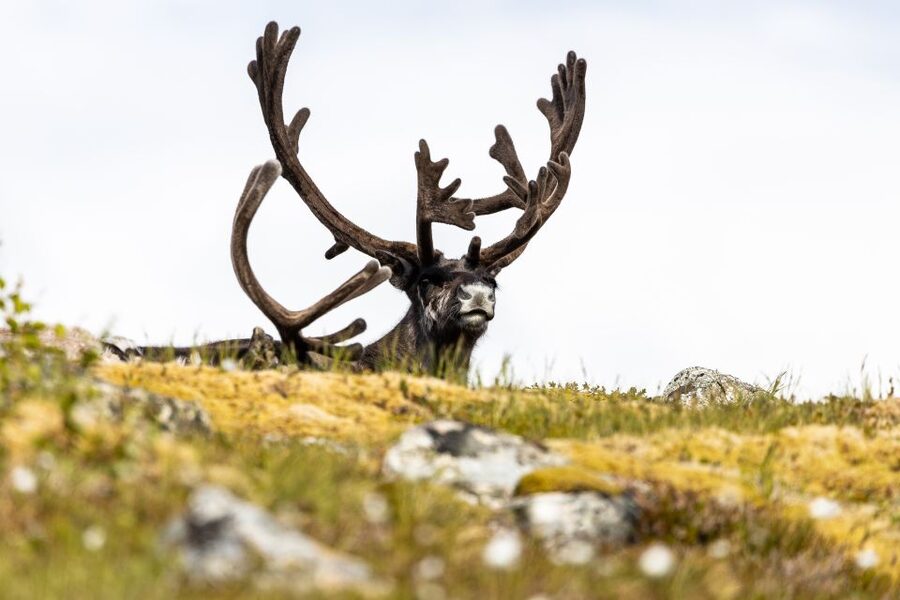 Tromso: Guided Fjord Expedition in Kvaløya with Light Lunch - The return drive and the real value of the $146 price