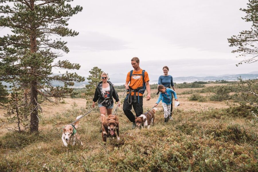 Tromsø: Husky Hike and Puppy Visit with Traditional Lunch - Puppy enclosure and close animal contact