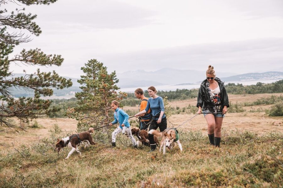 Tromsø: Husky Hike and Puppy Visit with Traditional Lunch - What the one-hour husky hike feels like