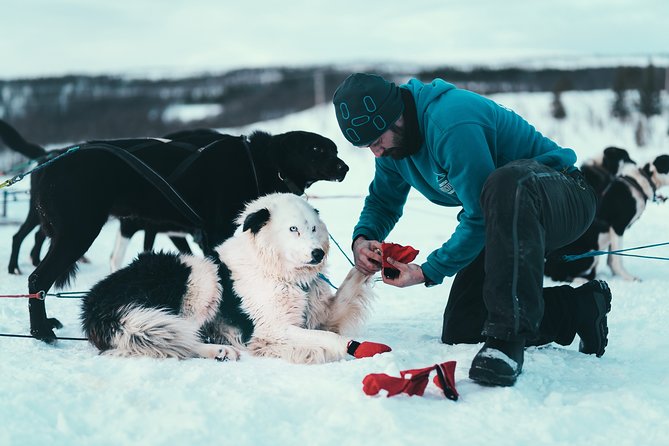 Tromso Husky Self-Drive Sledding with Cake and Drink in Lavvu - Getting suited up for Arctic weather