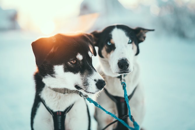 Tromso Husky Self-Drive Sledding with Cake and Drink in Lavvu - What the $361.68 price means