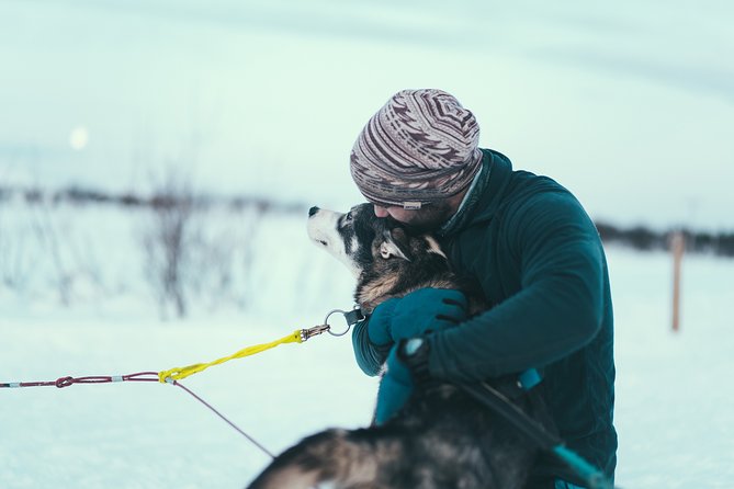 Tromso Husky Self-Drive Sledding with Cake and Drink in Lavvu - From Scandic Ishavshotel to the kennel