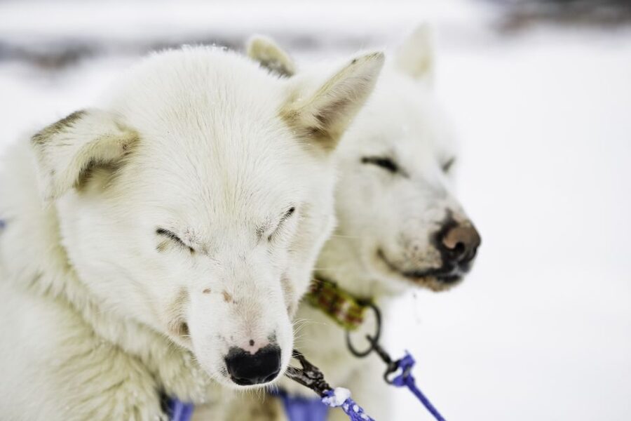 Tromsø: Husky Sled Self-Drive with Traditional Lunch - Why self-drive husky sledding feels different