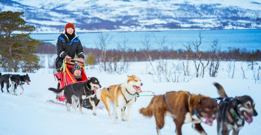 Tromsø: Husky Sled Self-Drive with Traditional Lunch - Meeting the huskies at Tromsø Villmarkssenter