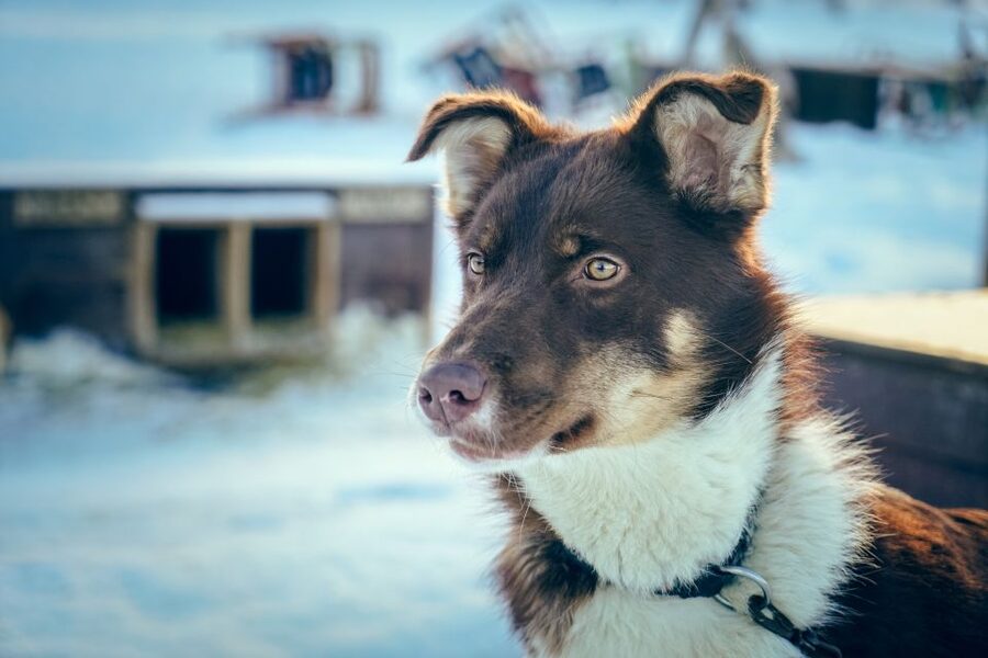 Tromsø: Husky Sled Self-Drive with Traditional Lunch - Bidos, chocolate cake, and the Gamme hut