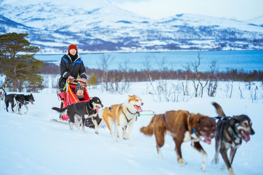 Tromsø: Husky Sled Self-Drive with Traditional Lunch - Who should book this activity?
