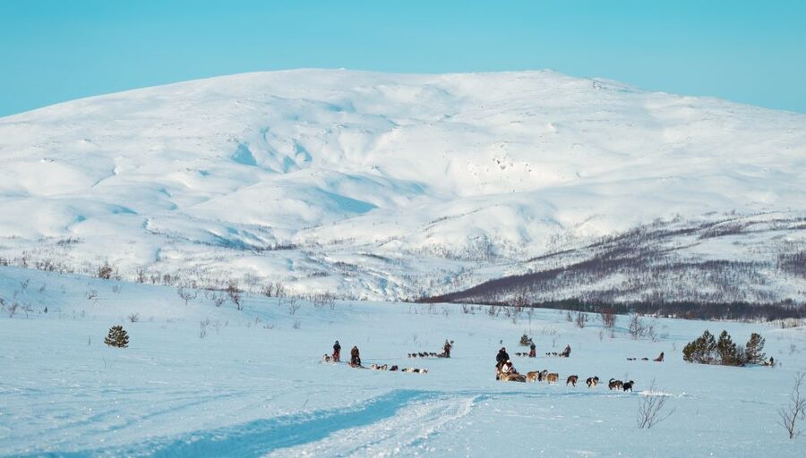 Tromsø: Husky Sled Self-Drive with Traditional Lunch - What the 45-minute run is really like