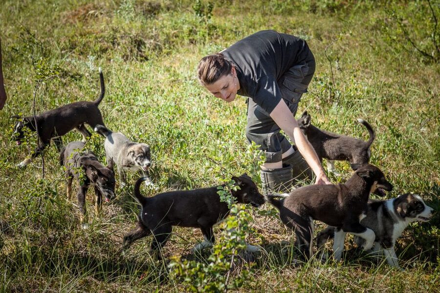 Tromsø: Puppy Training at the Husky Kennel with Lunch - Why this Tromsø husky tour feels different