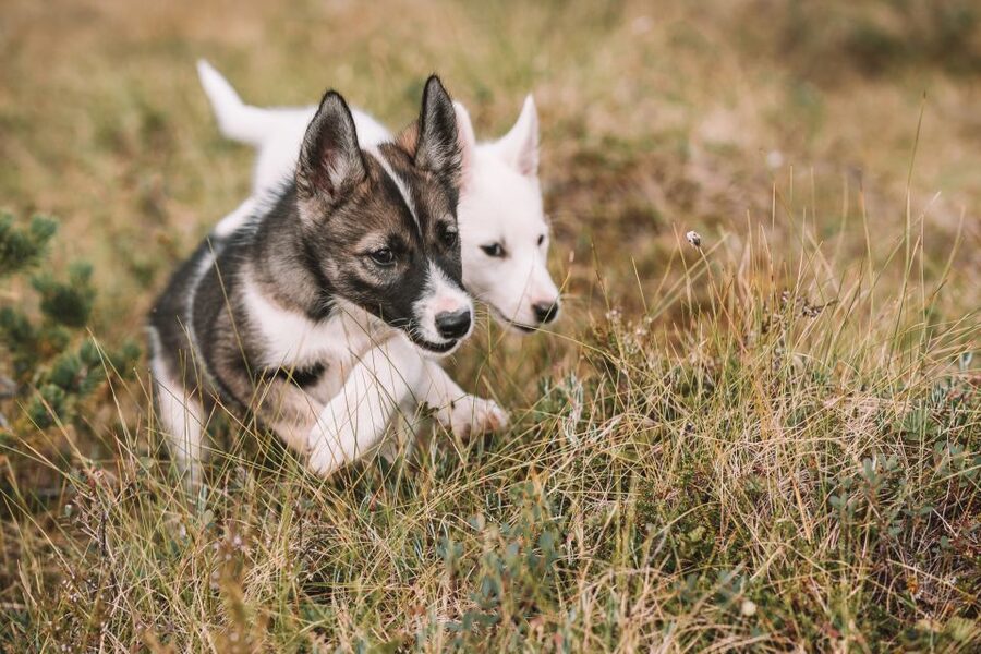 Tromsø: Puppy Training at the Husky Kennel with Lunch - The outdoor training walk with young huskies