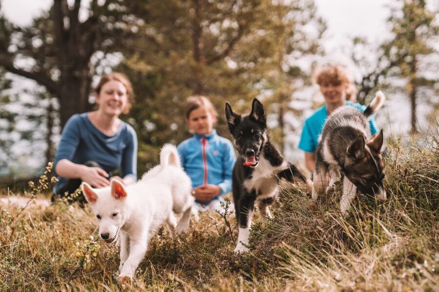 Tromsø: Puppy Training at the Husky Kennel with Lunch - Meeting the adult sled dogs
