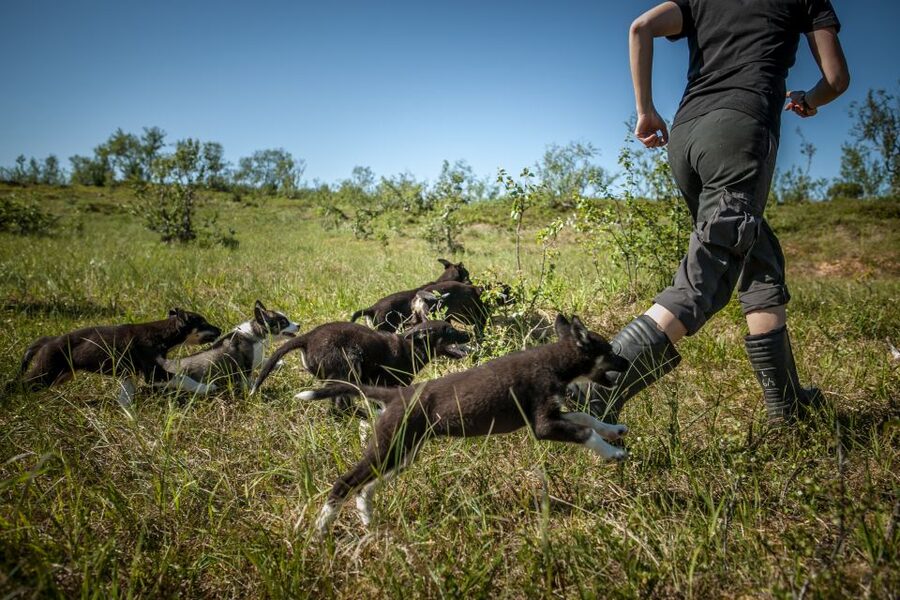 Tromsø: Puppy Training at the Husky Kennel with Lunch - Who will enjoy this activity most
