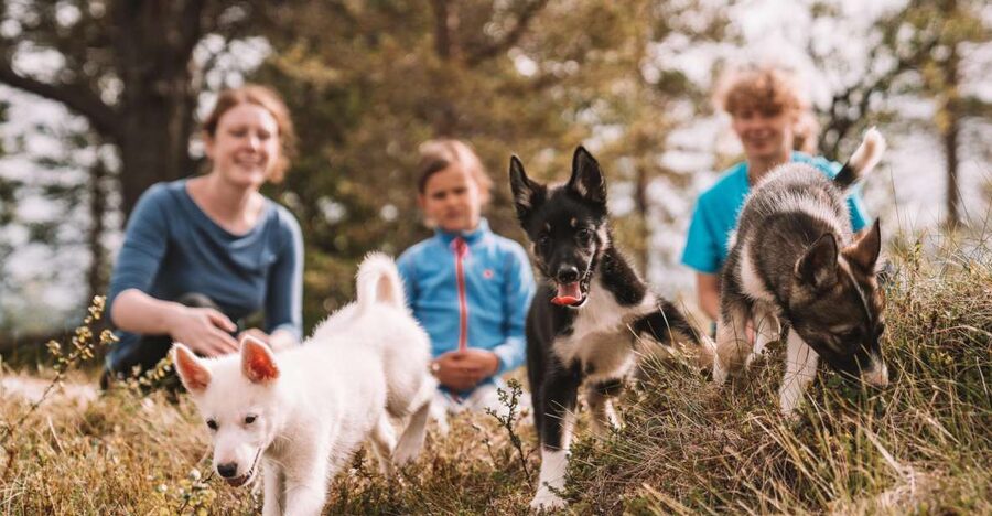 Tromsø: Puppy Training at the Husky Kennel with Lunch - Practical booking details