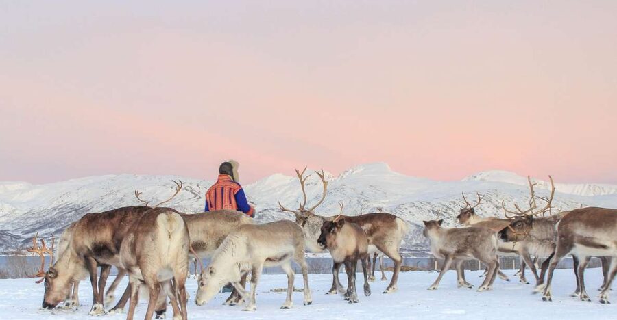 Tromsø: Reindeer Camp and Sami Cultural Tour with Lunch - Key points at a glance