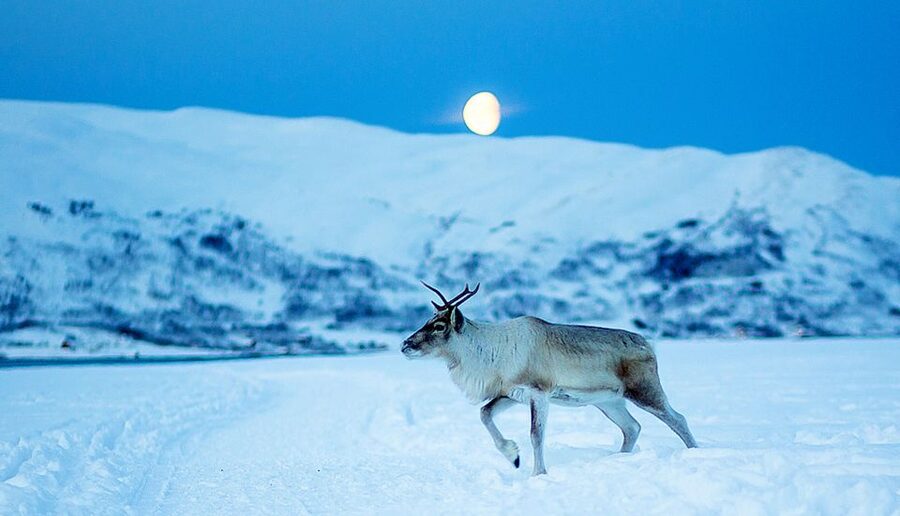 Tromsø: Reindeer Camp Dinner with Chance of Northern Lights - Sámi stories and the sound of joik