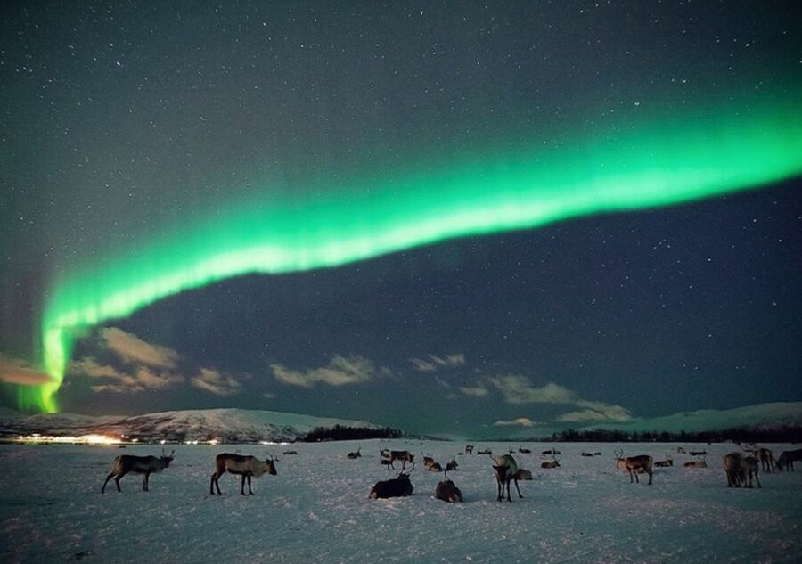 Tromsø: Reindeer Camp Dinner with Chance of Northern Lights - Feeding the herd after dark