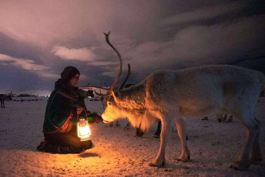 Tromsø: Reindeer Sled, Dinner, and Chance of Northern Lights - Key things to know before booking