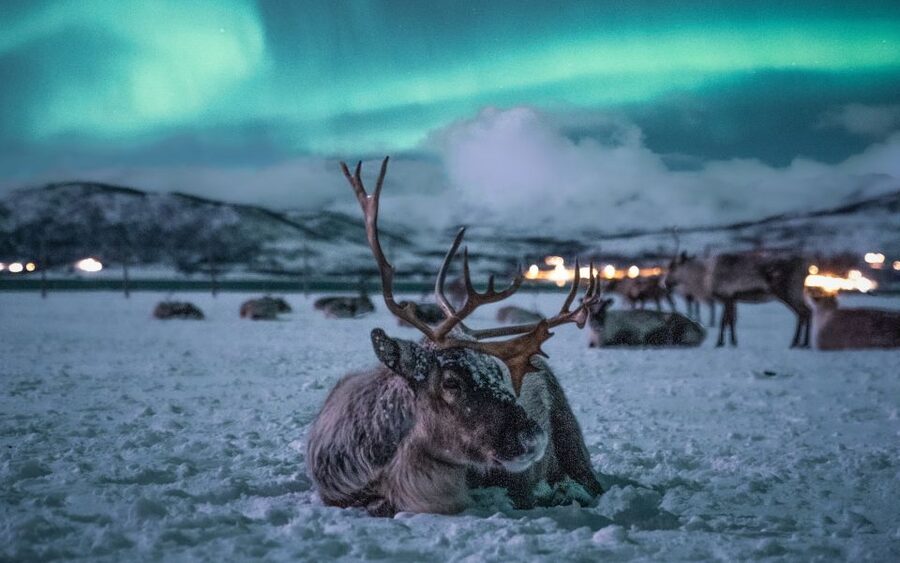 Tromsø: Reindeer Sled, Dinner, and Chance of Northern Lights - From Tromsø harbor to the reindeer camp