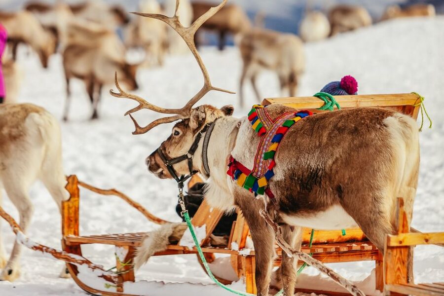 Tromsø: Reindeer Sledding & Feeding with a Sami Guide - Key points to know before you book
