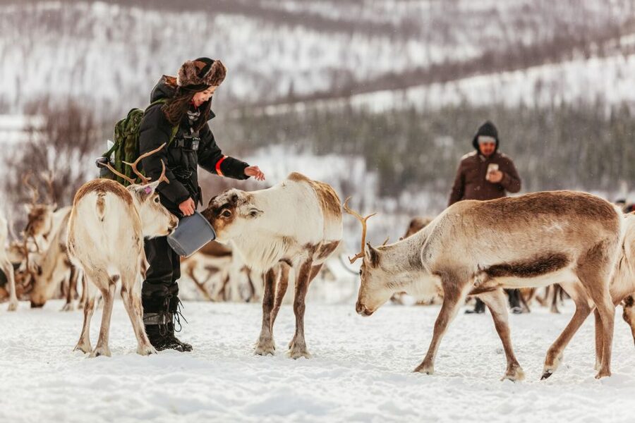 Tromsø: Reindeer Sledding & Feeding with a Sami Guide - From Tromsø harbor to the reindeer camp