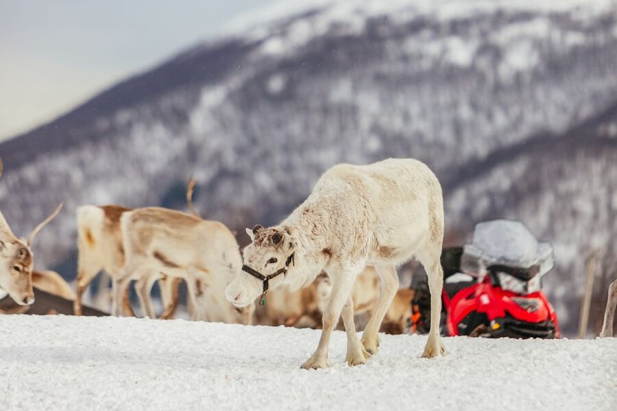 Tromsø: Reindeer Sledding & Feeding with a Sami Guide - The sled ride is peaceful, with one important caveat