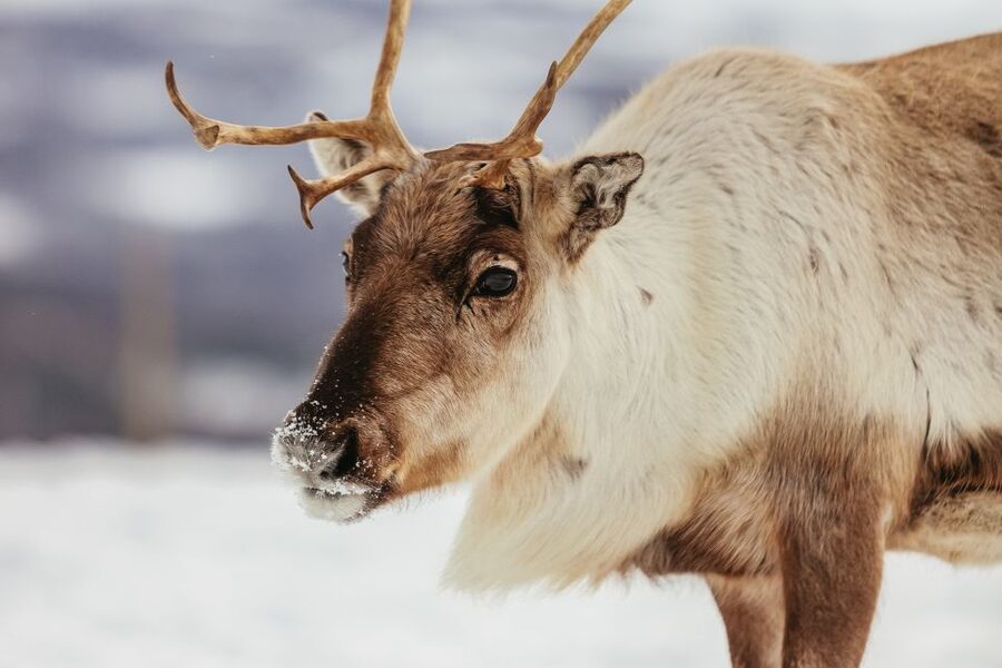 Tromsø: Reindeer Sledding & Feeding with a Sami Guide - Warm up inside the lavuu