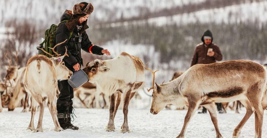 Tromsø: Reindeer Sledding & Feeding with a Sami Guide - Stories, personal history, and the sound of joik