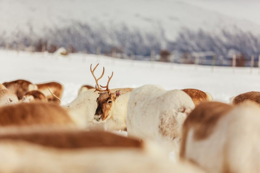 Tromsø: Reindeer Sledding & Feeding with a Sami Guide - How much value do you get for $198?