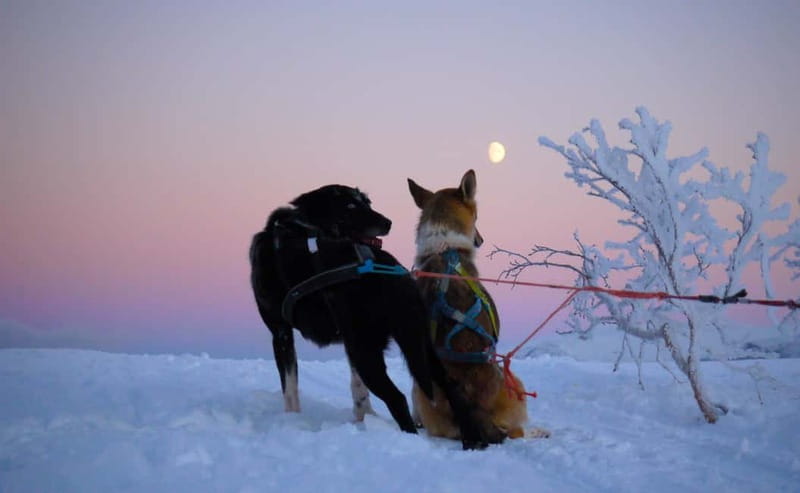 Tromsø: Self-Drive Husky Dog Sledding Adventure - Should You Book the Husky Adventure?