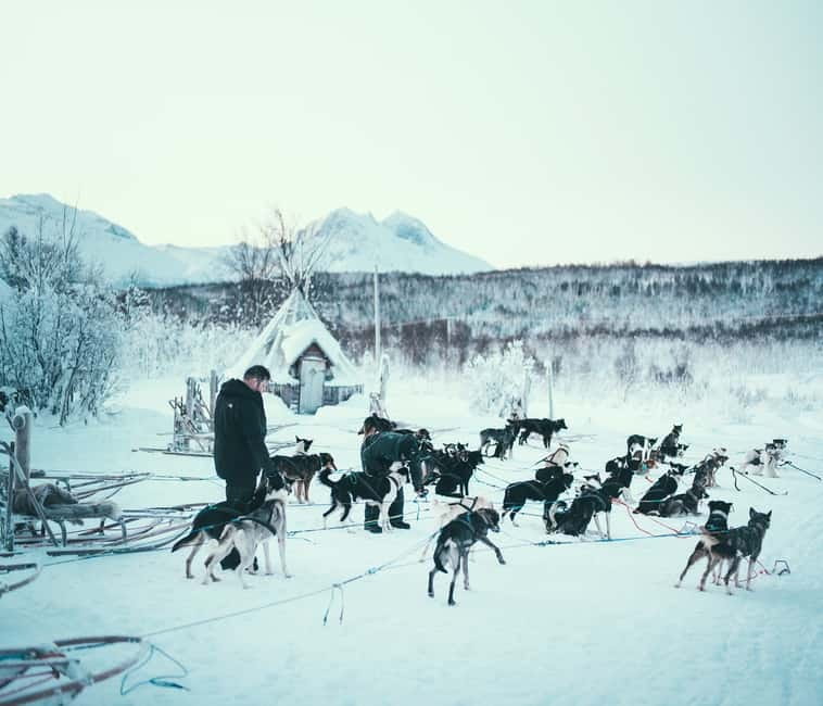 Tromsø: Self-Drive Husky Dog Sledding Adventure - Meeting More Than 130 Alaskan Huskies on Kvaløya