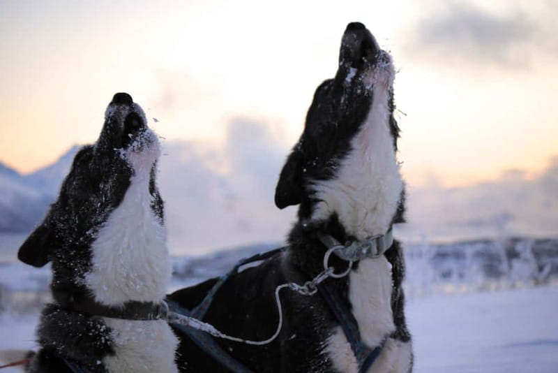 Tromsø: Self-Drive Husky Dog Sledding Adventure - The Sami Lavvo, Fire, and Hege’s Cake