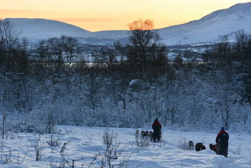 Tromsø: Self-Drive Husky Dog Sledding Adventure - What the $328 Price Buys You