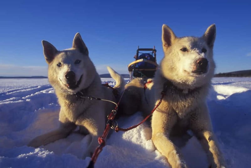 Tromsø: Self-Drive Husky Dog Sledding Adventure - Practical Advice for a Smoother Run